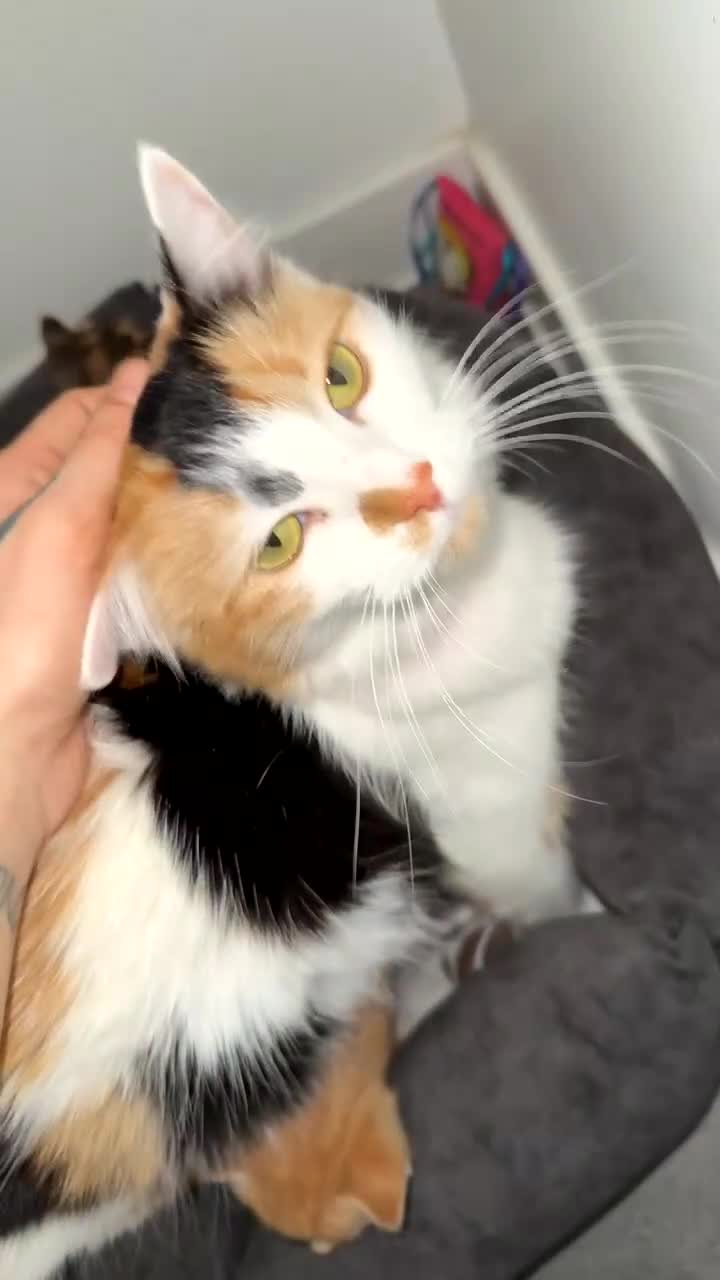 Mixed Breed cats for sale: 6 adorable kittens - Video 2