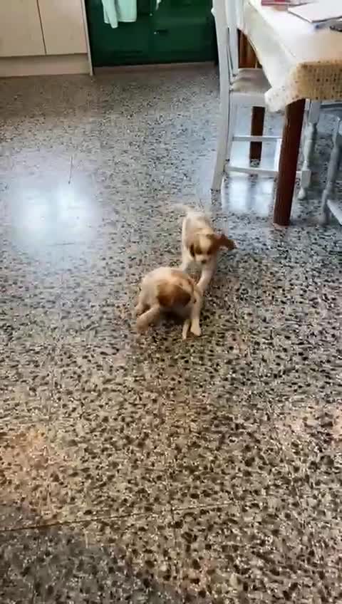 Cavalier King Charles Spaniel dogs for sale: Gorgeous Cavalier King Charles Spaniel puppies - Video 2