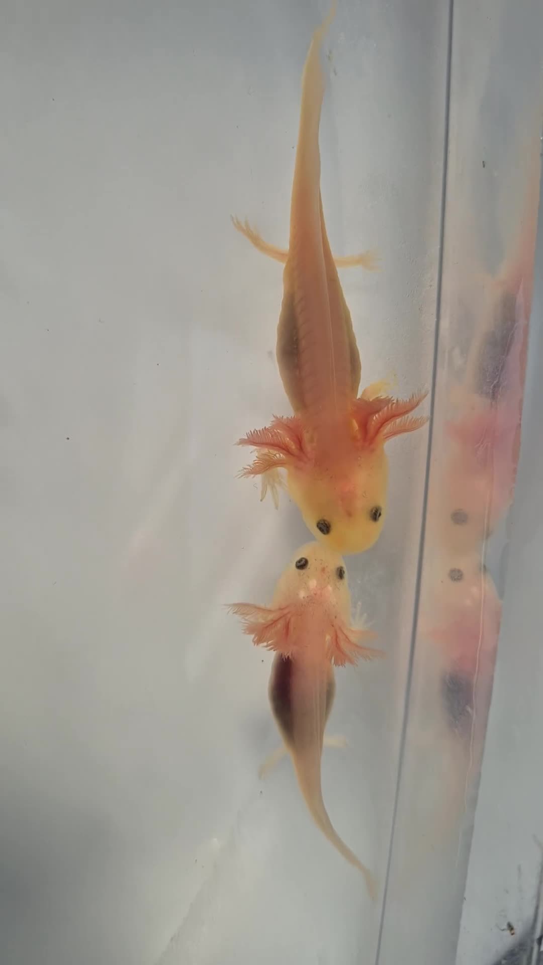 Axolotl reptiles for sale: Lucy Albino Babies 4 months-£20 and 2 months-£10 - Video 1