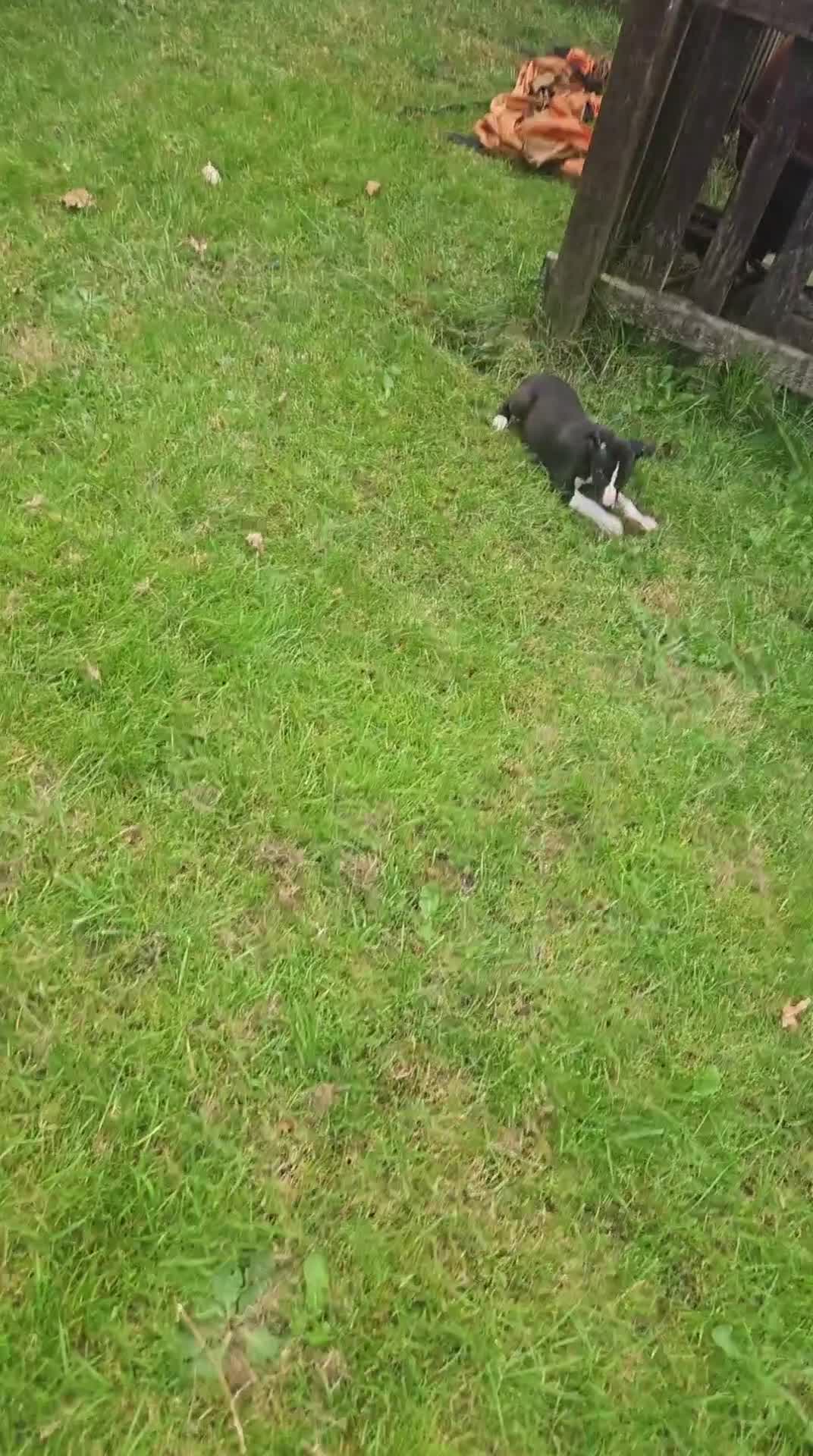 Whippet dogs for sale: **Ready now**KC HEART AND HEALTH TESTED WHIPPETS - Video 1