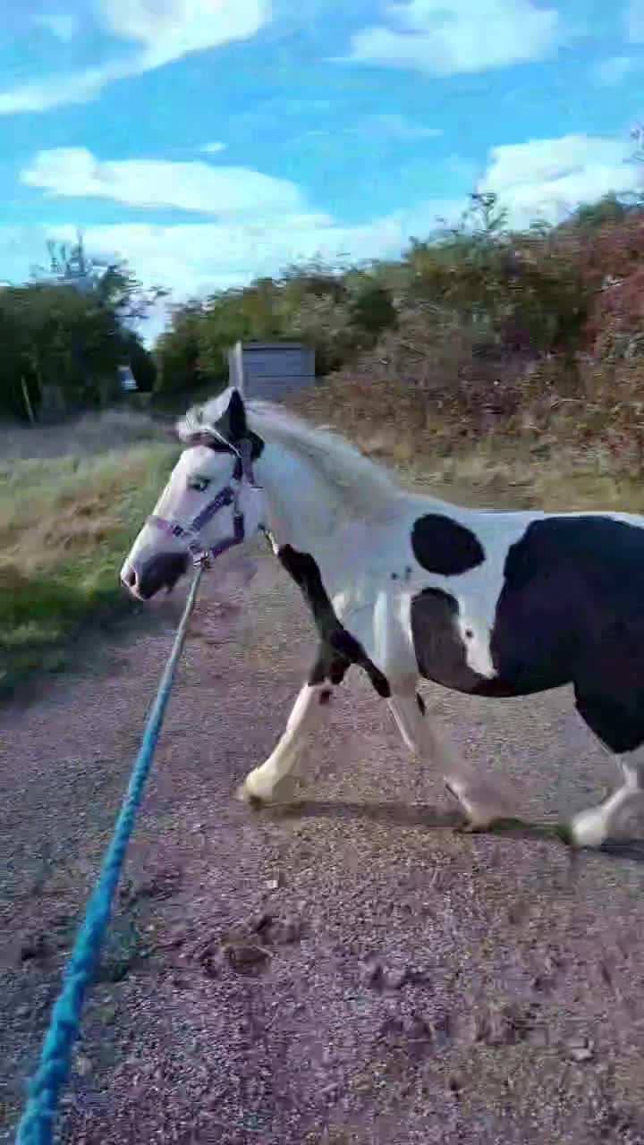 Irish Cob horses for sale: 3 year old gelding  - Video 1
