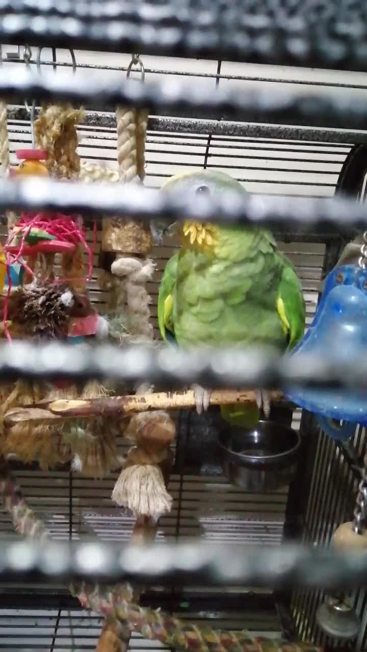 Parrots birds for sale: Here's Eduardo in Boston - Video 1