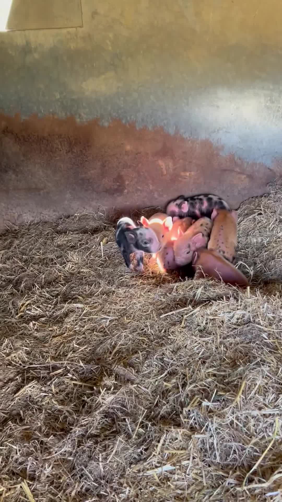 Pig livestock for sale: Beautiful Micropigs! Small but chunky!  - Video 1