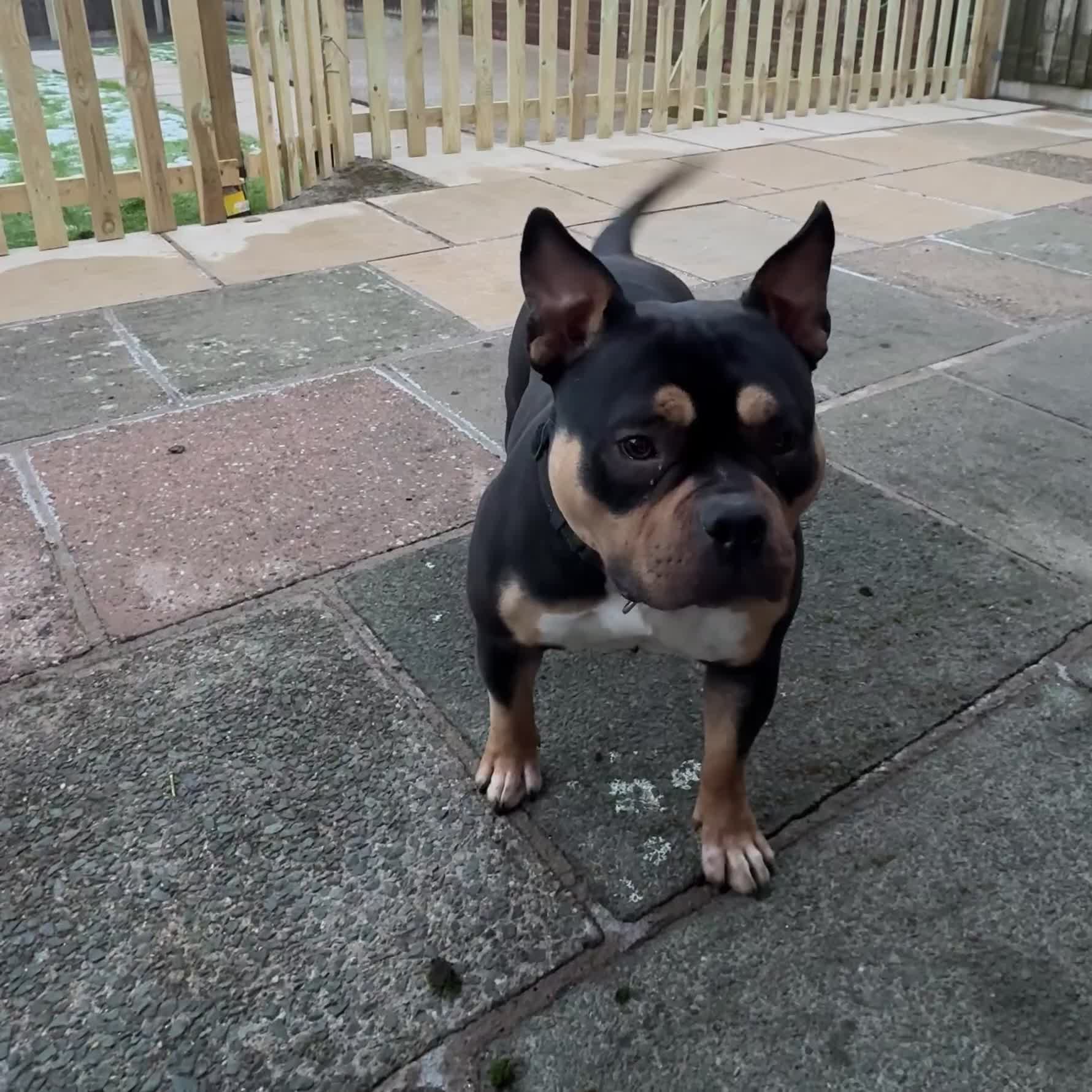American Bully dogs for sale: Abkc Reg Female American Pocket Bully - Video 1