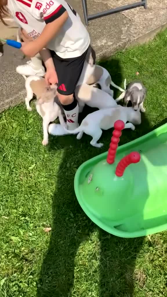 Whippet dogs for sale: Kc reg whippets  - Video 2