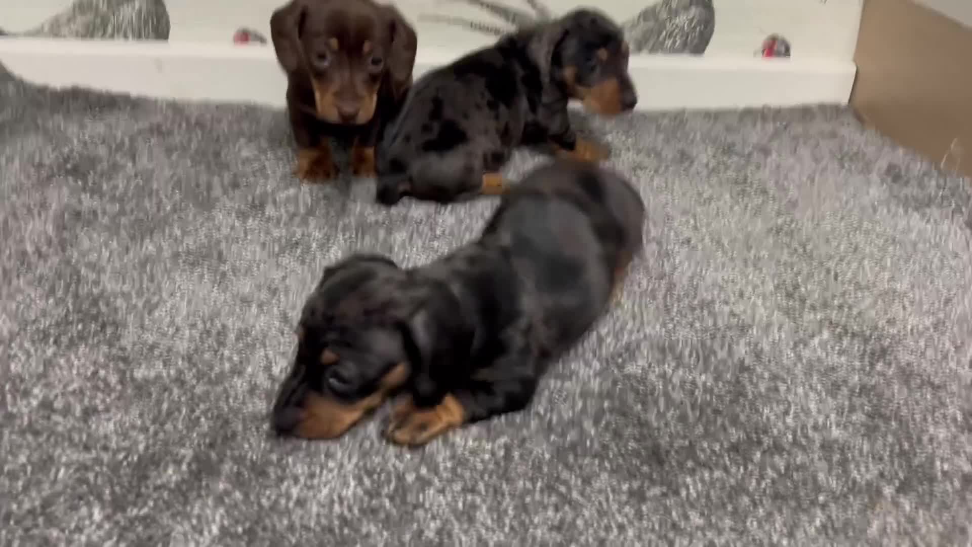 Miniature Dachshund dogs for sale: 3 Female Miniature Dachshund puppies for sale! - Video 1