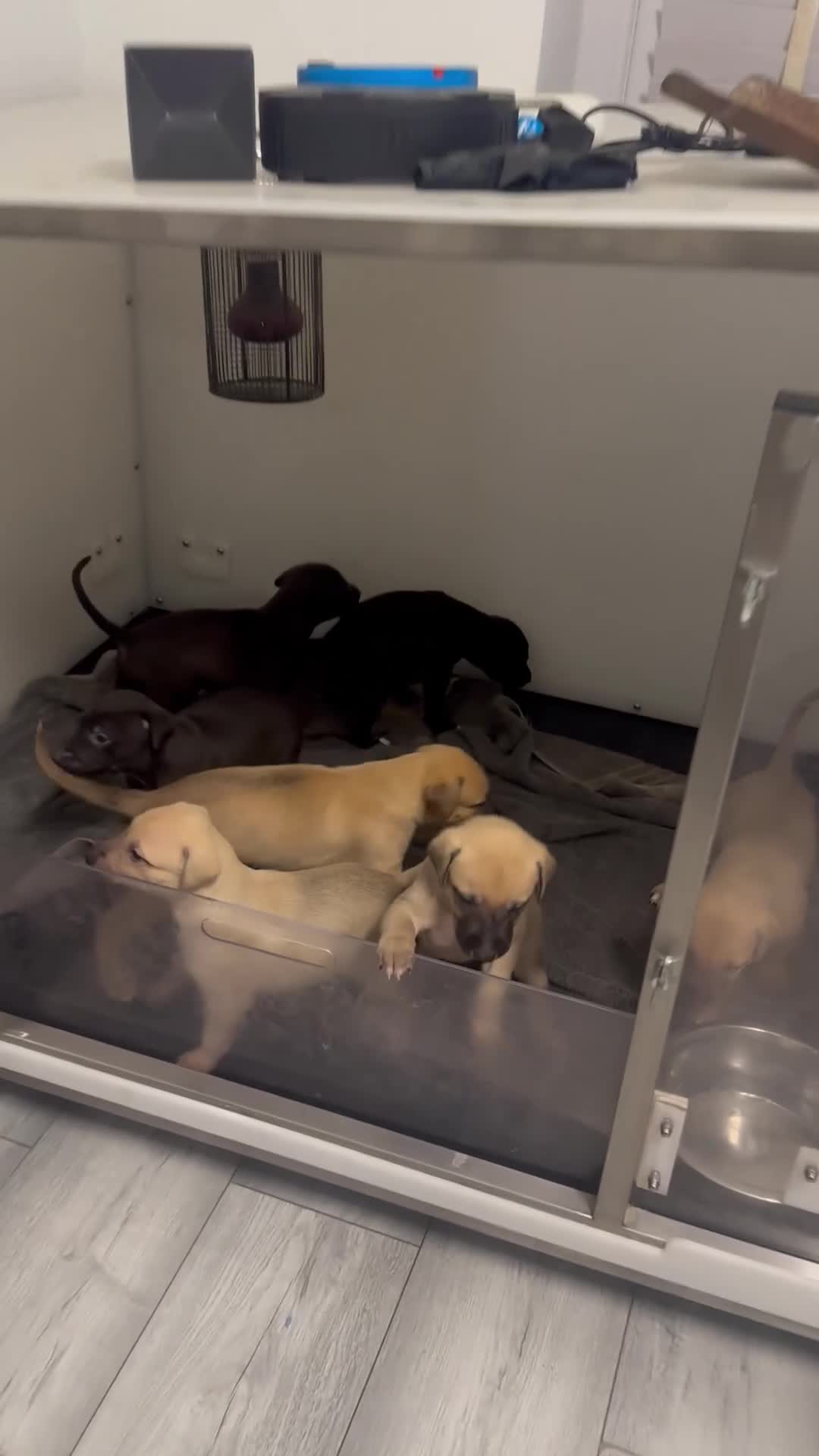 Lurcher dogs for sale: Working Lurcher  - Video 1