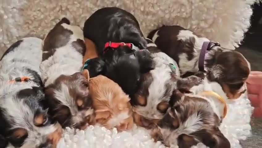 Cocker Spaniel dogs for sale: Kc show cocker spaniel puppies  - Video 1