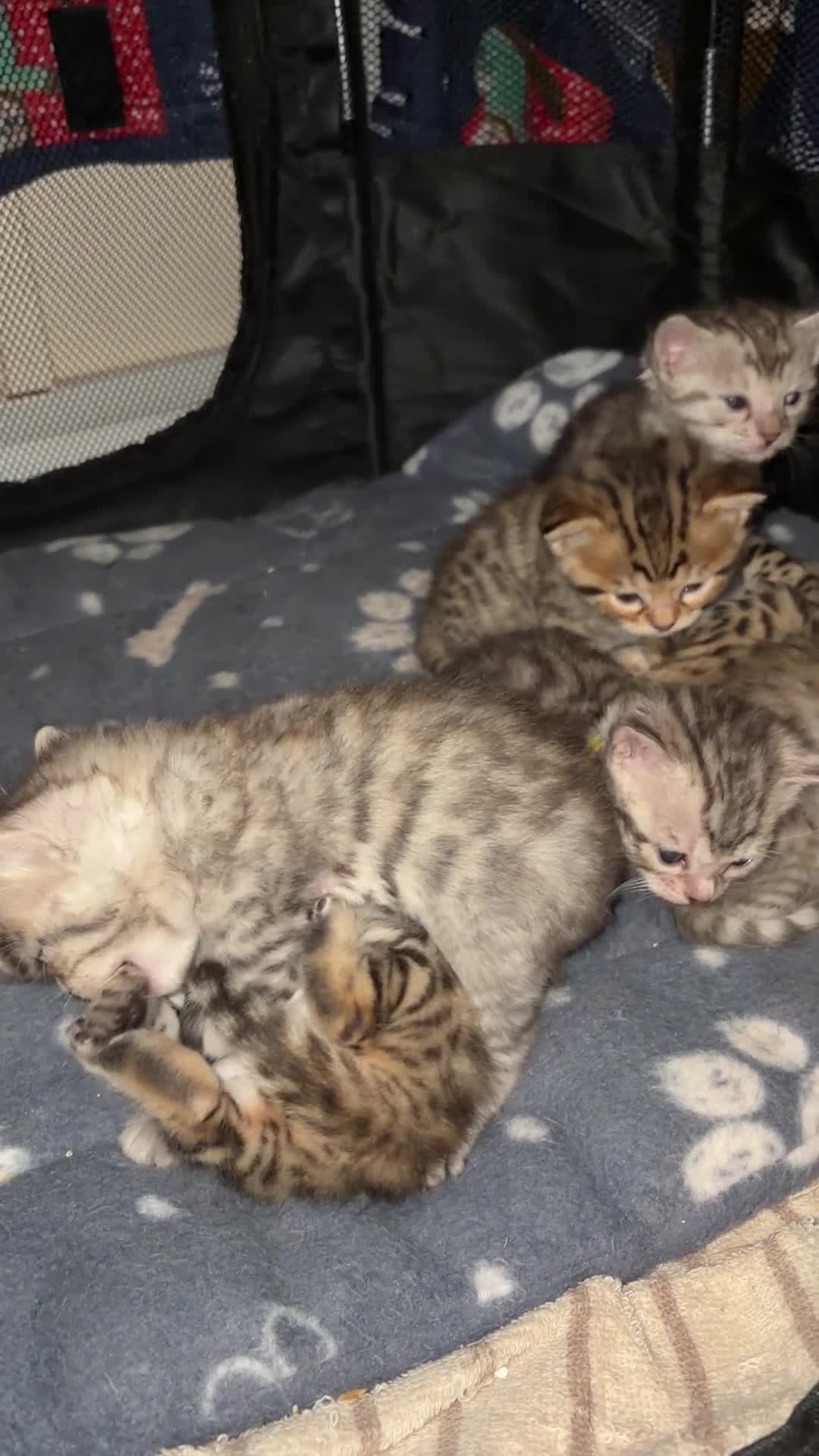 Bengal cats for sale: Bengal kittens - Video 2