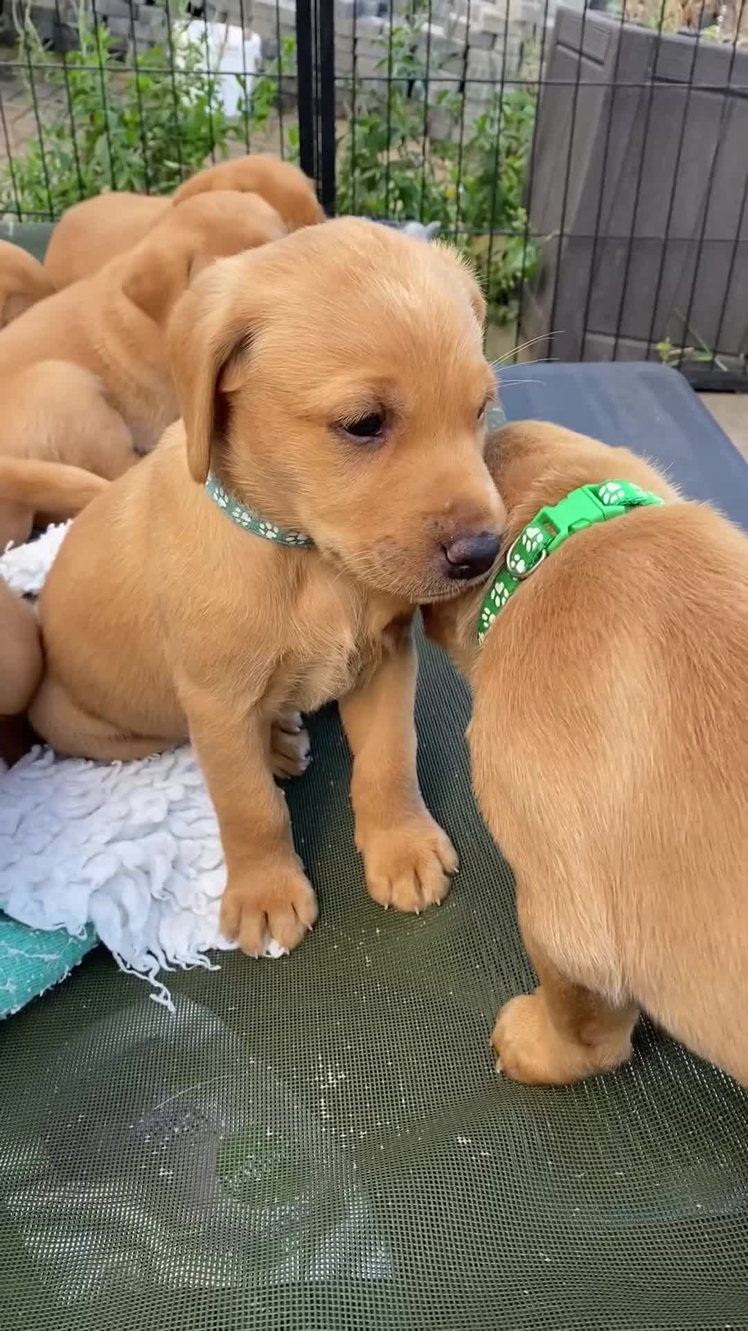 Labrador Retriever dogs for sale: Fox Red Labrador Puppies  - Video 5