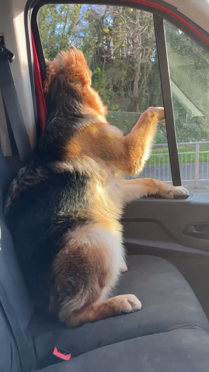 German Shepherd dogs for sale: German Sheppard girl 7/5 month - Video 2