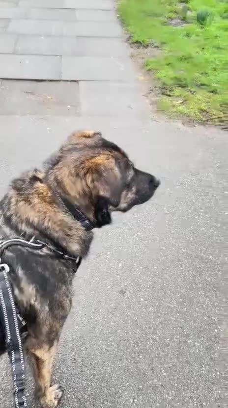 Mixed Breed dogs for adoption: Meet brilliant Bertie!!!  - Video 3