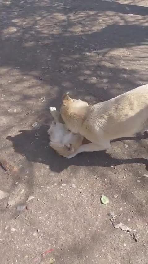 Mixed Breed dogs for adoption: 🐾TOBY, the Tiny Survivor with the Biggest Heart💛 - Video 1