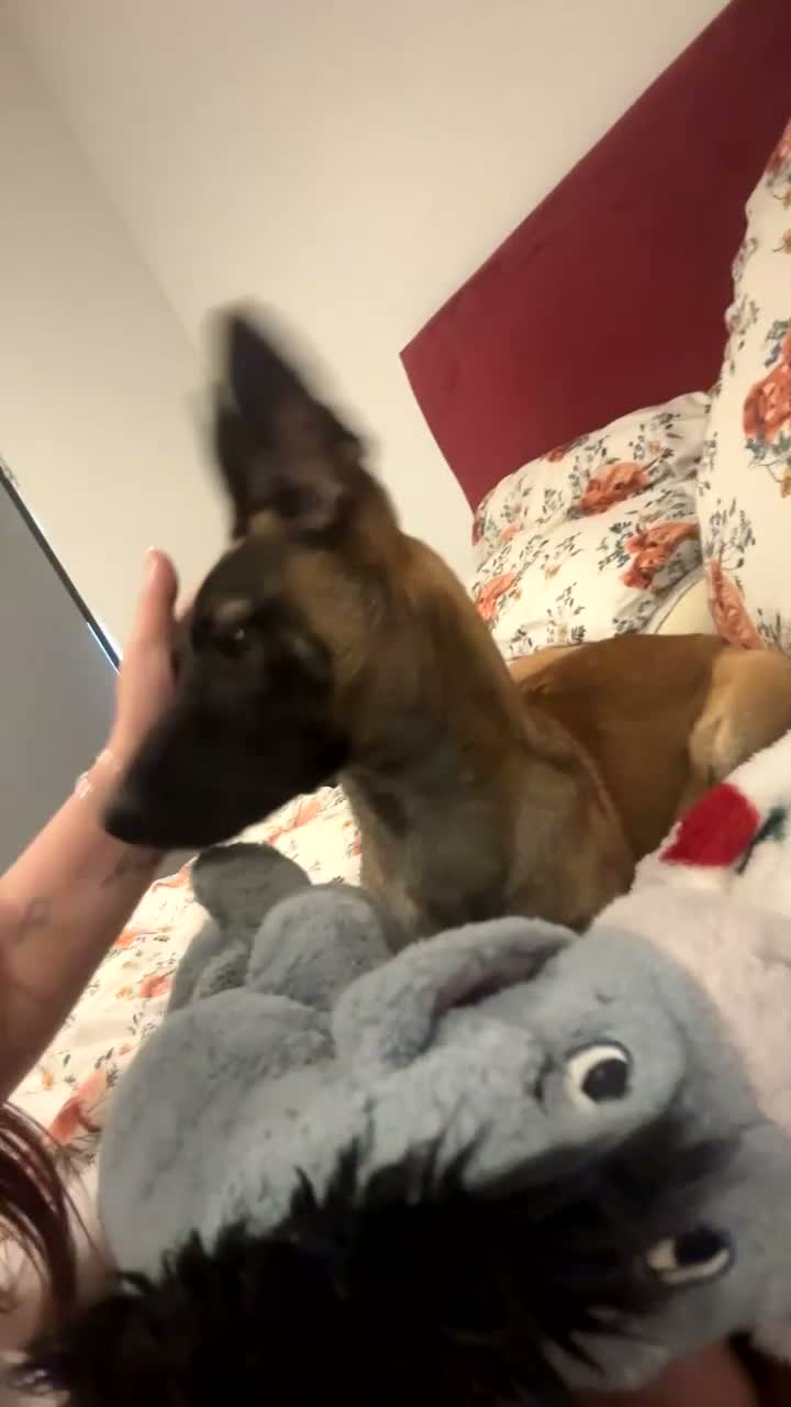Belgian Shepherd Dog dogs for sale: 9 month old belgium malinois - Video 3