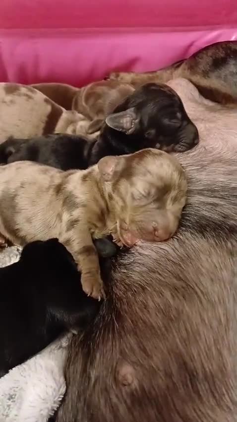 Miniature Dachshund dogs for sale: Miniature Dachshund Puppies - Video 3