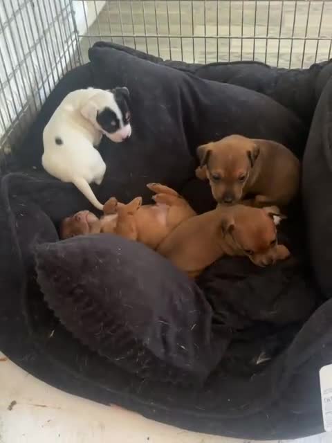 Mixed Breed dogs for sale: Jack Russell Cross French bulldog puppies for sale in Deal - Video 1