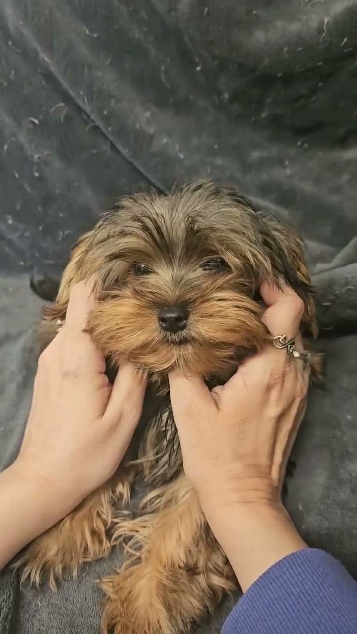 Yorkshire Terrier dogs for sale: 🩵 Toy boy 🩵 - Video 1