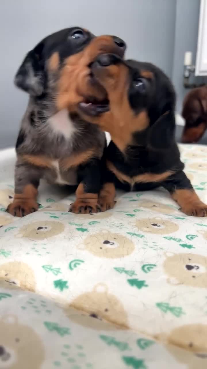 Miniature Dachshund dogs for sale: Miniature dachshund puppies  - Video 1