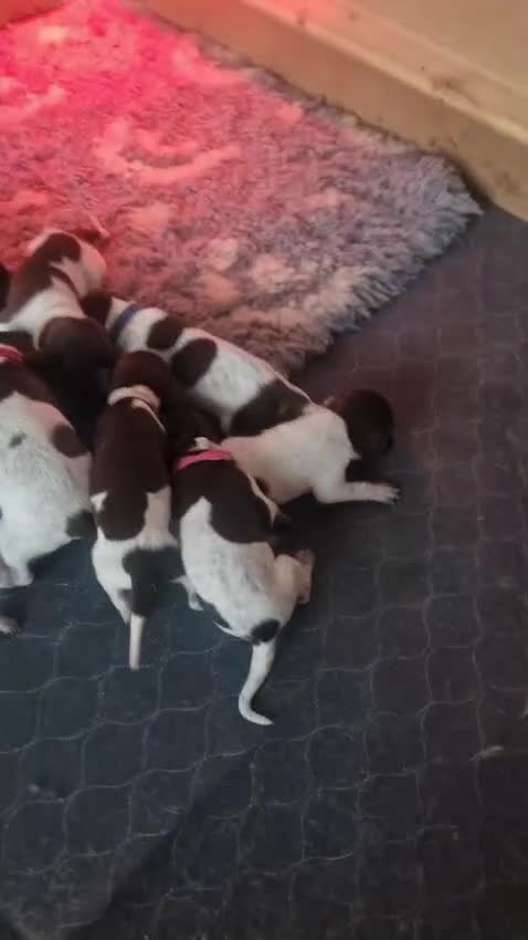 German Shorthaired Pointer dogs for sale: KC Registered German Shorthaired Pointer Puppies - Video 3