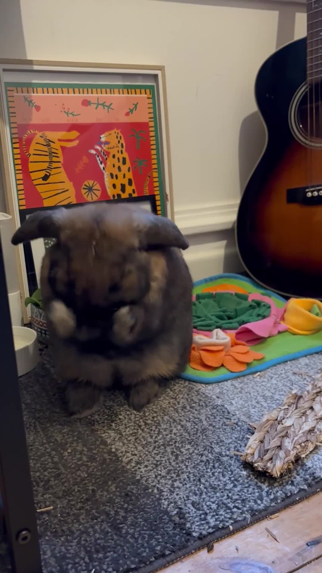 English Lop rabbits for sale: Lop Rabbit  - Video 2