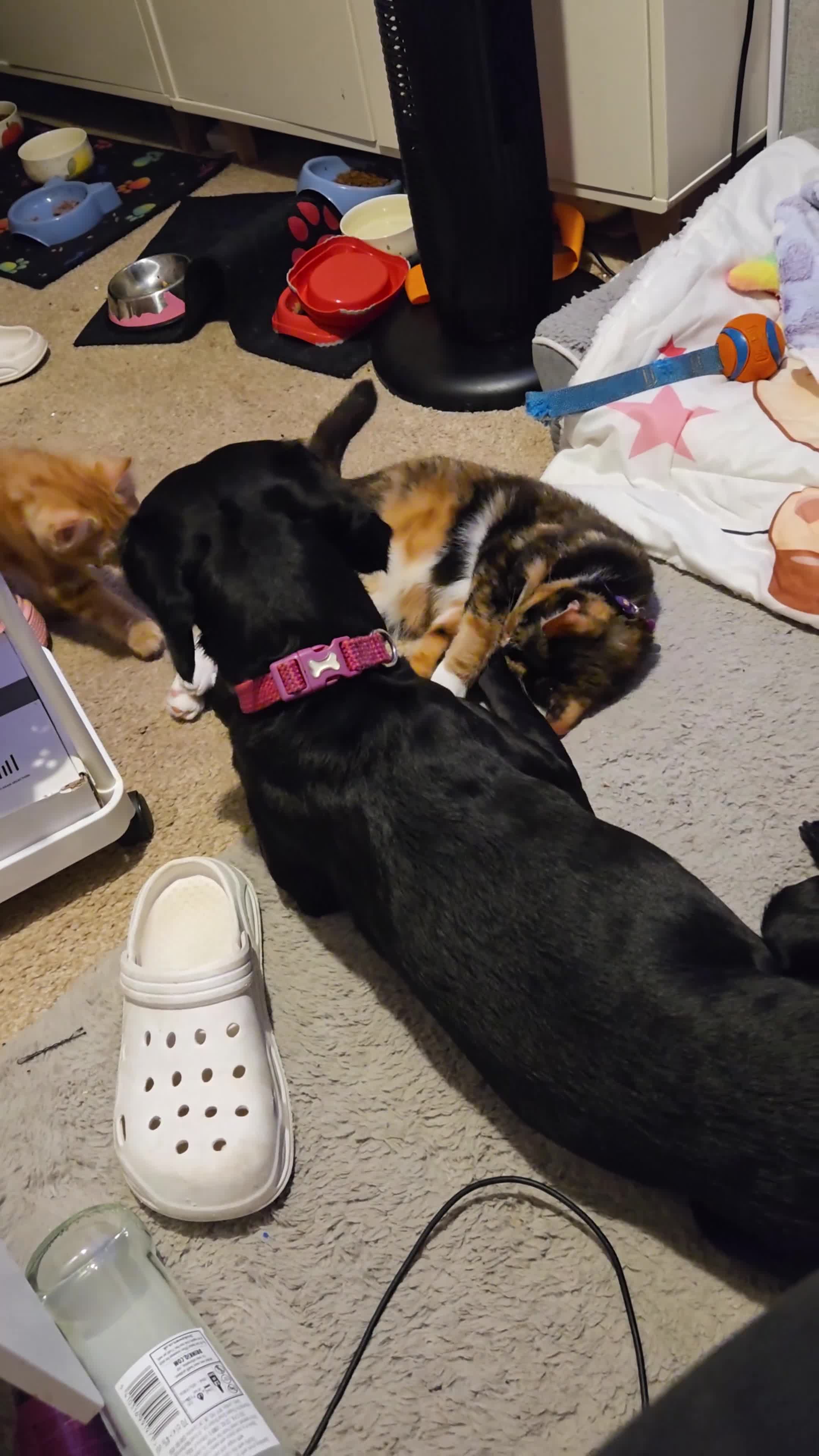 Mixed Breed cats for sale: GORGEOUS KITTENS in Ripon - Video 1