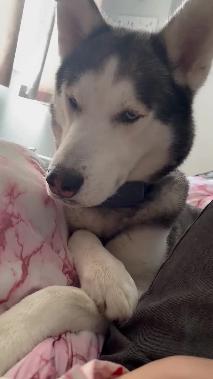 Siberian Husky dogs for sale: Siberian husky puppy - Video 5