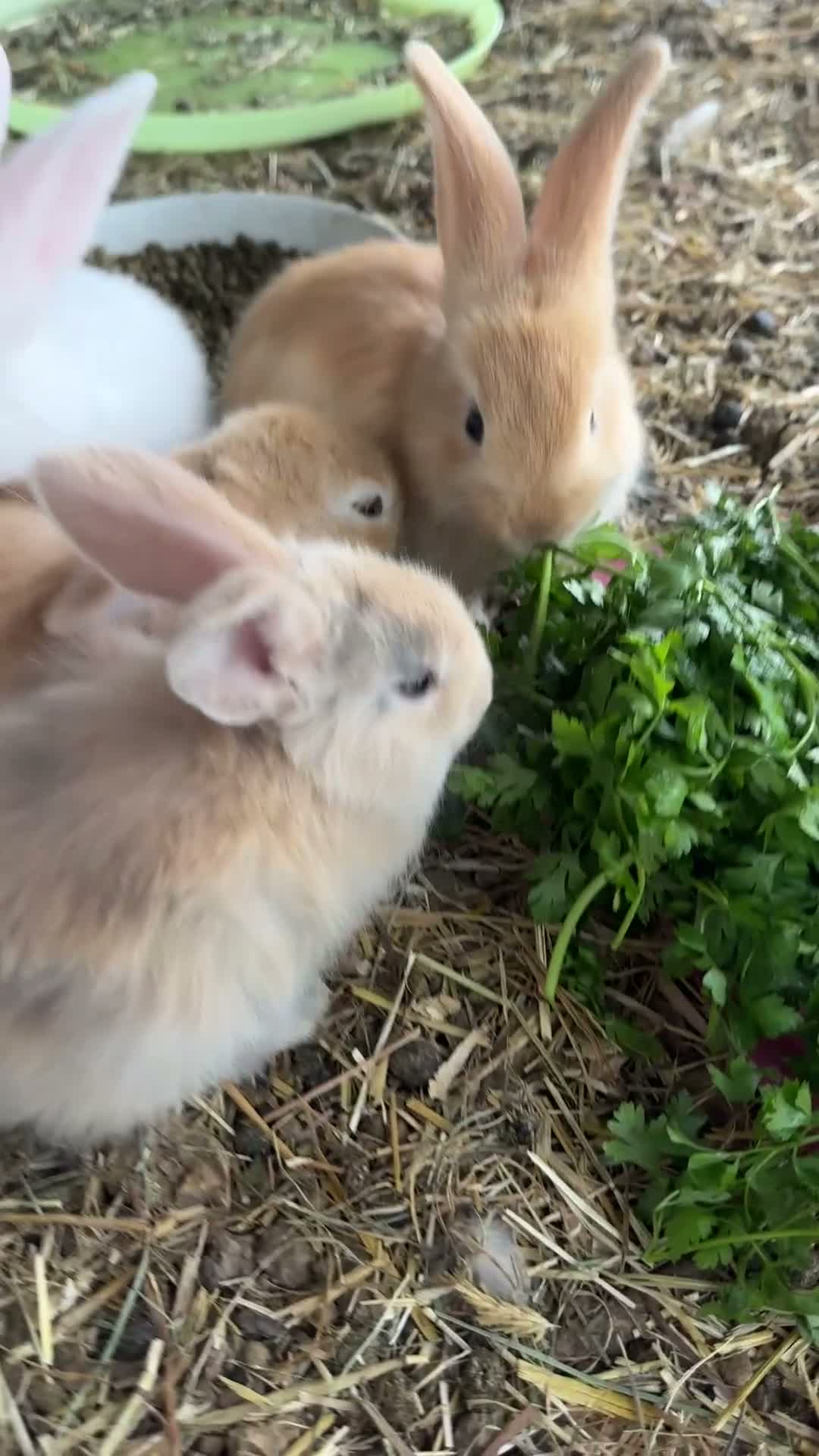Continental Giant rabbits for sale: Middleton Meadows Giants - Video 2