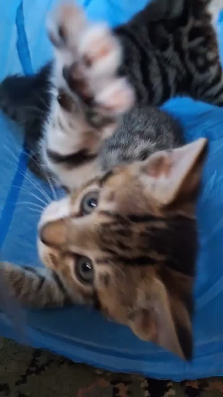 Bengal cats for sale: Bengal X in Rossendale - Video 1