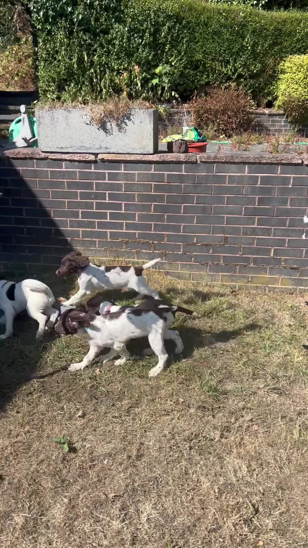 English Springer Spaniel dogs for sale: Gorgeous English Springer Spaniels - Video 1