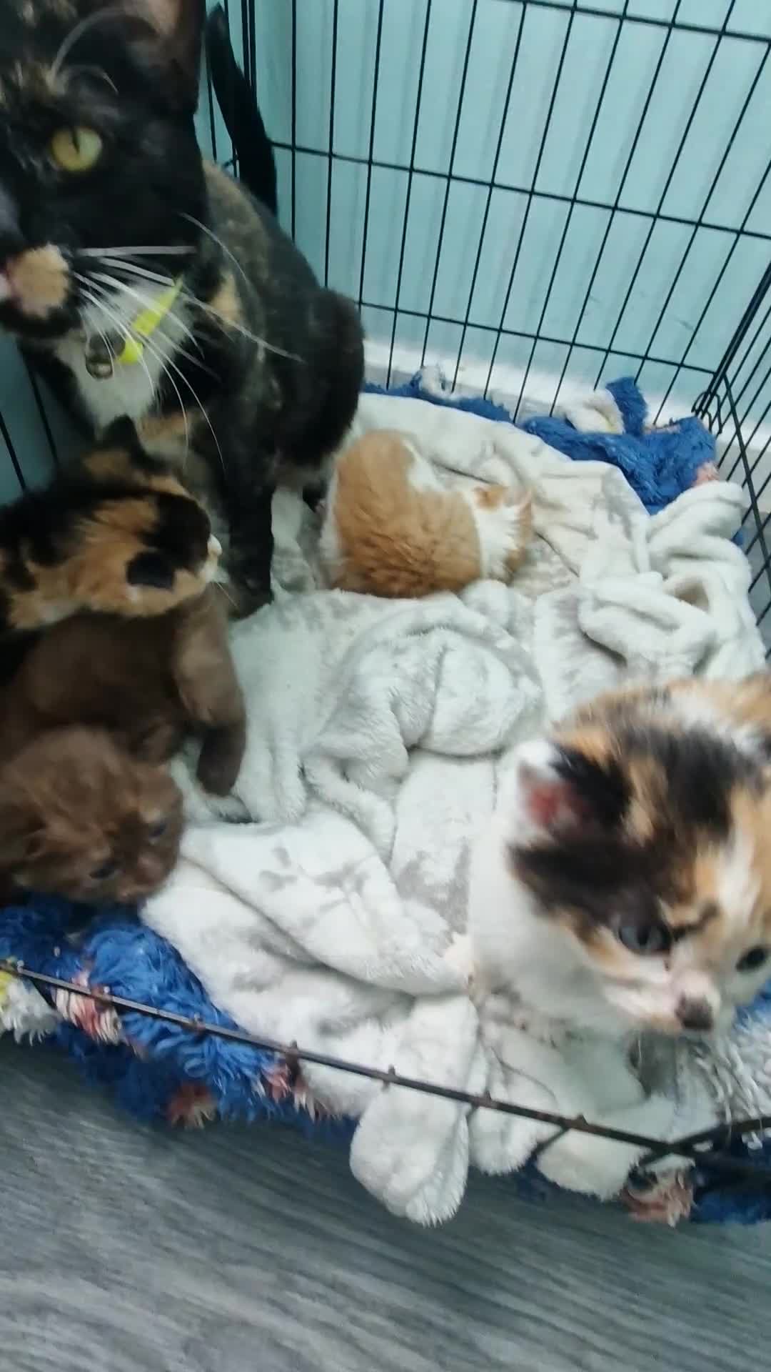 Mixed Breed cats for sale: Kittens  - Video 1