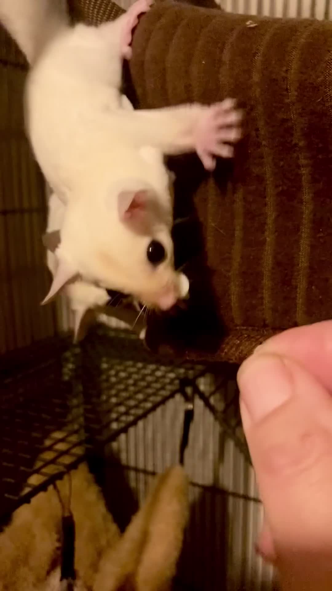 Sugar Glider rodents for sale: Baby leucistic sugar gliders ready now  - Video 2