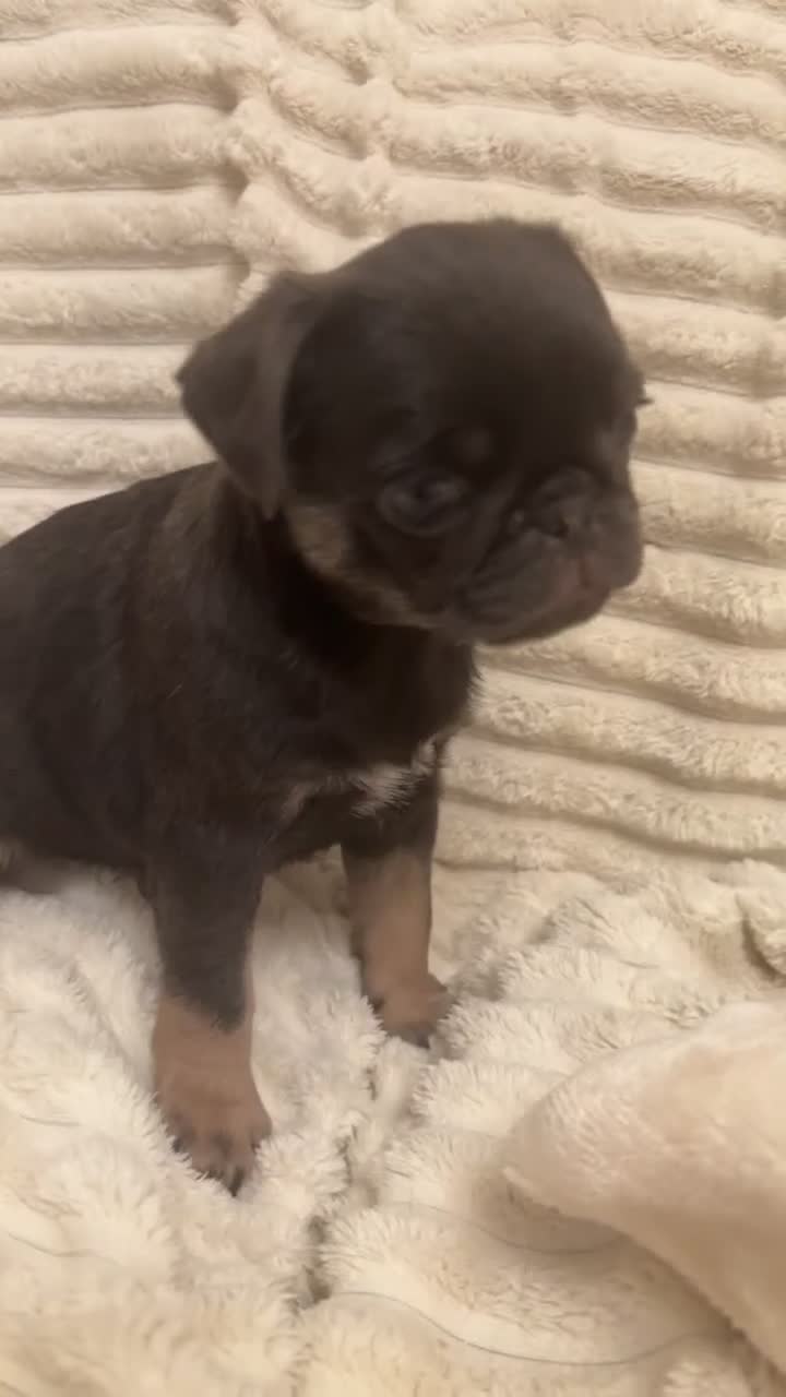 Pug dogs for sale: 1 blue tan girl  - Video 2