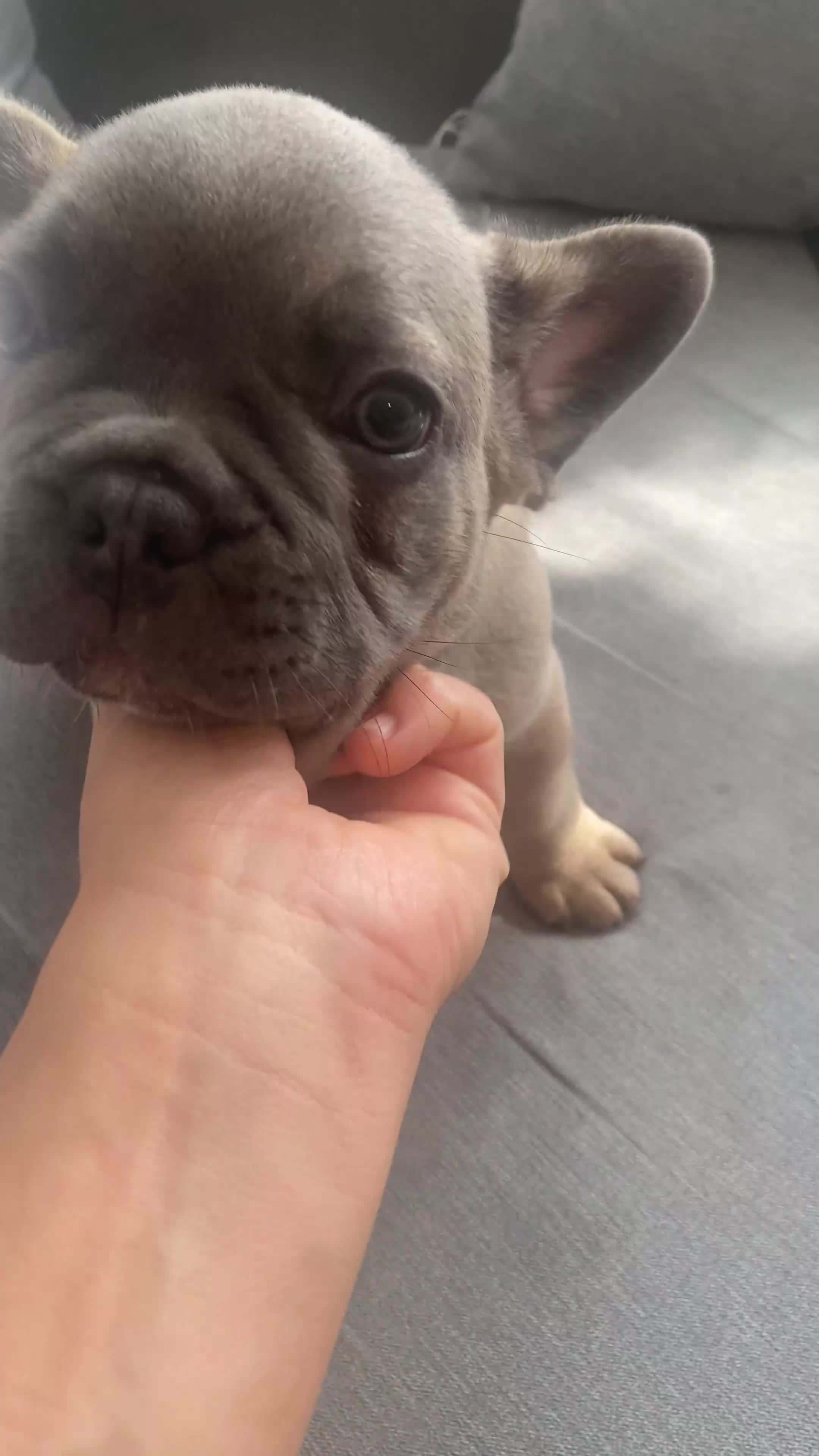 French Bulldog dogs for sale: French bulldog puppy  - Video 1