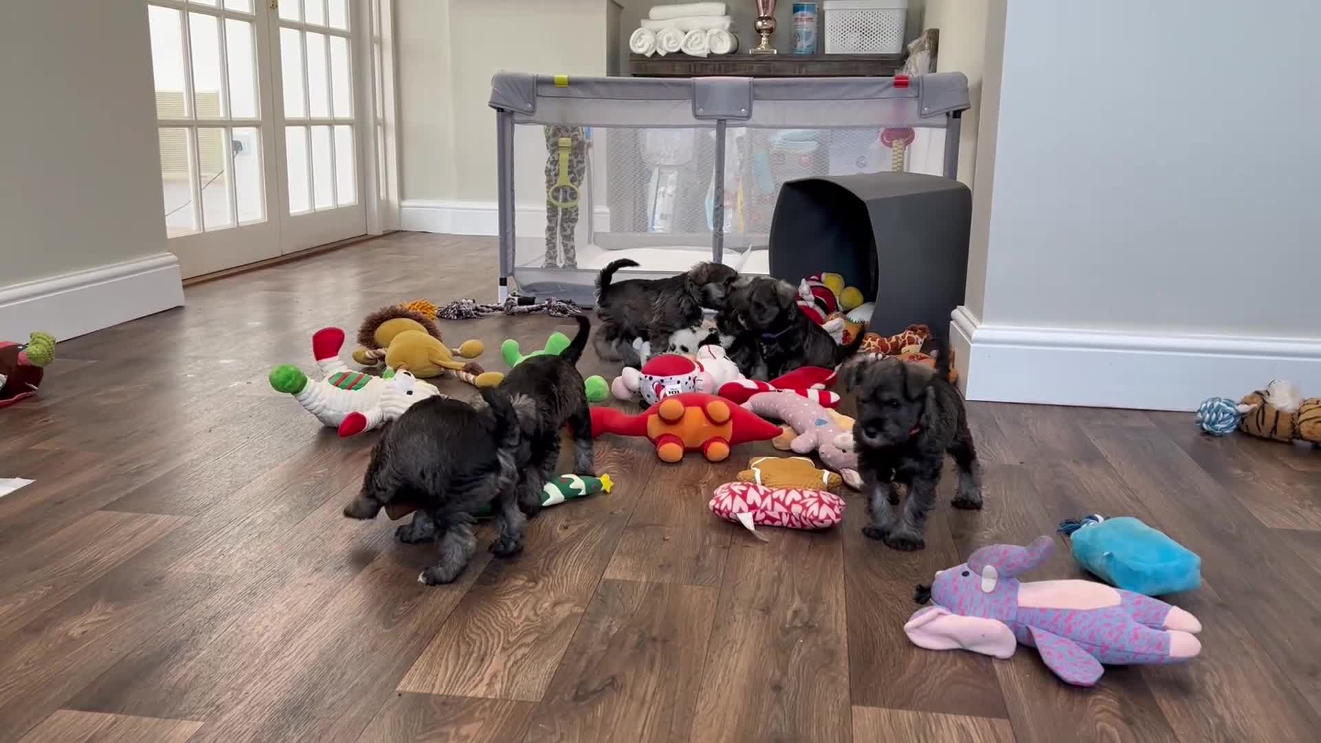 Miniature Schnauzer dogs for sale: 5th generation pedigree miniature schnauzer   - Video 1