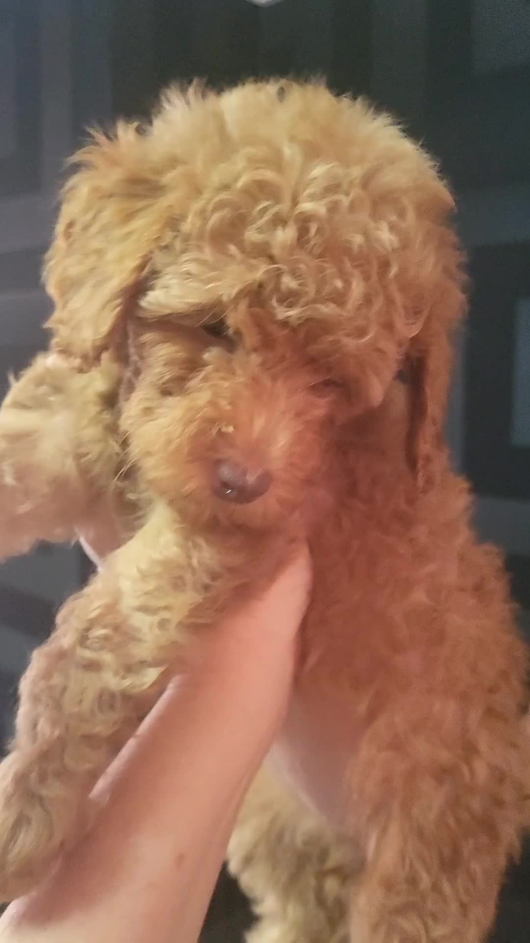 Cockapoo dogs for sale: Reduced!! Stunning F1B Toy Cockapoo Puppies  - Video 3