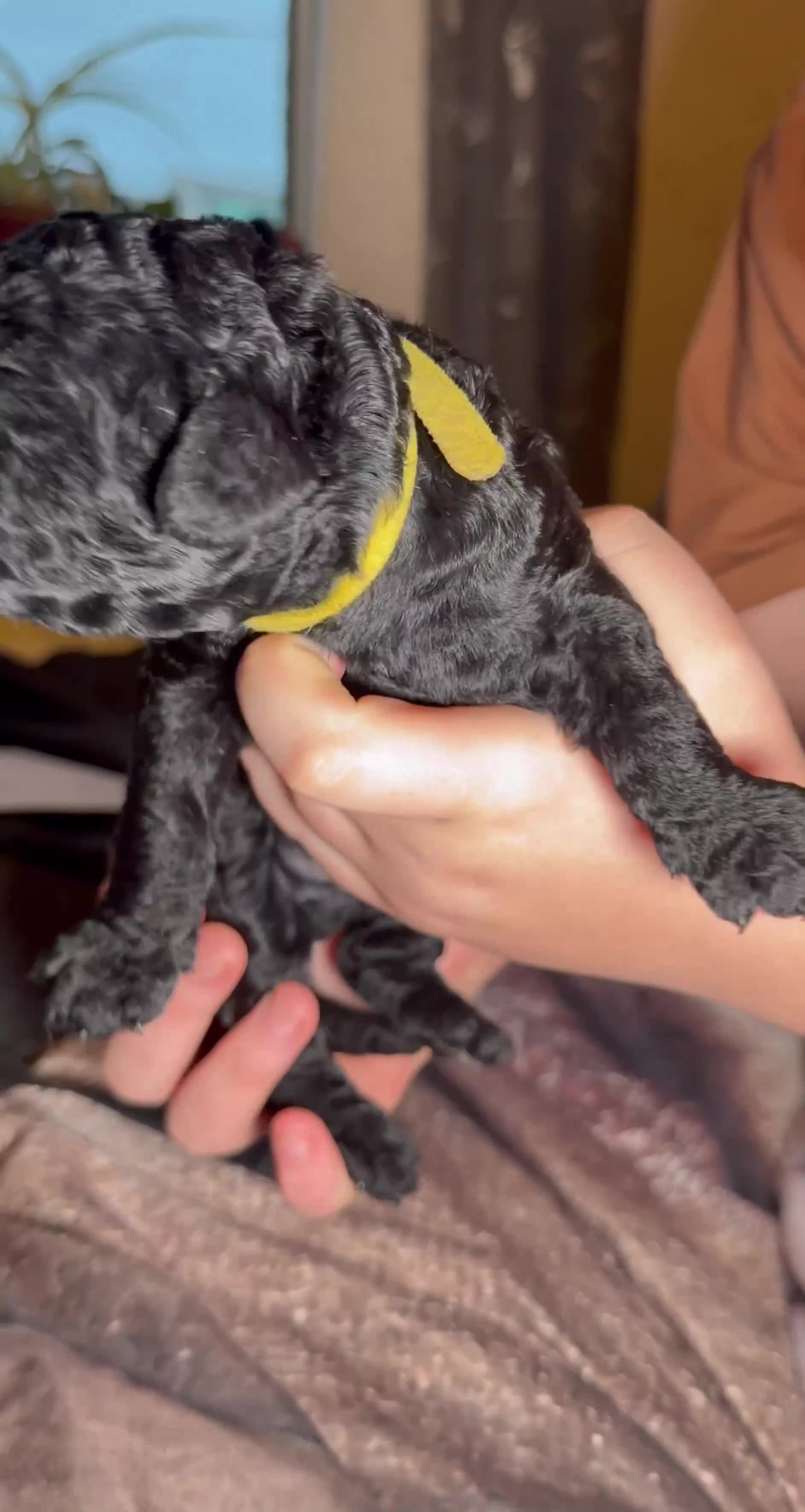 Goldendoodle dogs for sale: Beautiful Rainbow Litter of Goldendoodles - Video 2