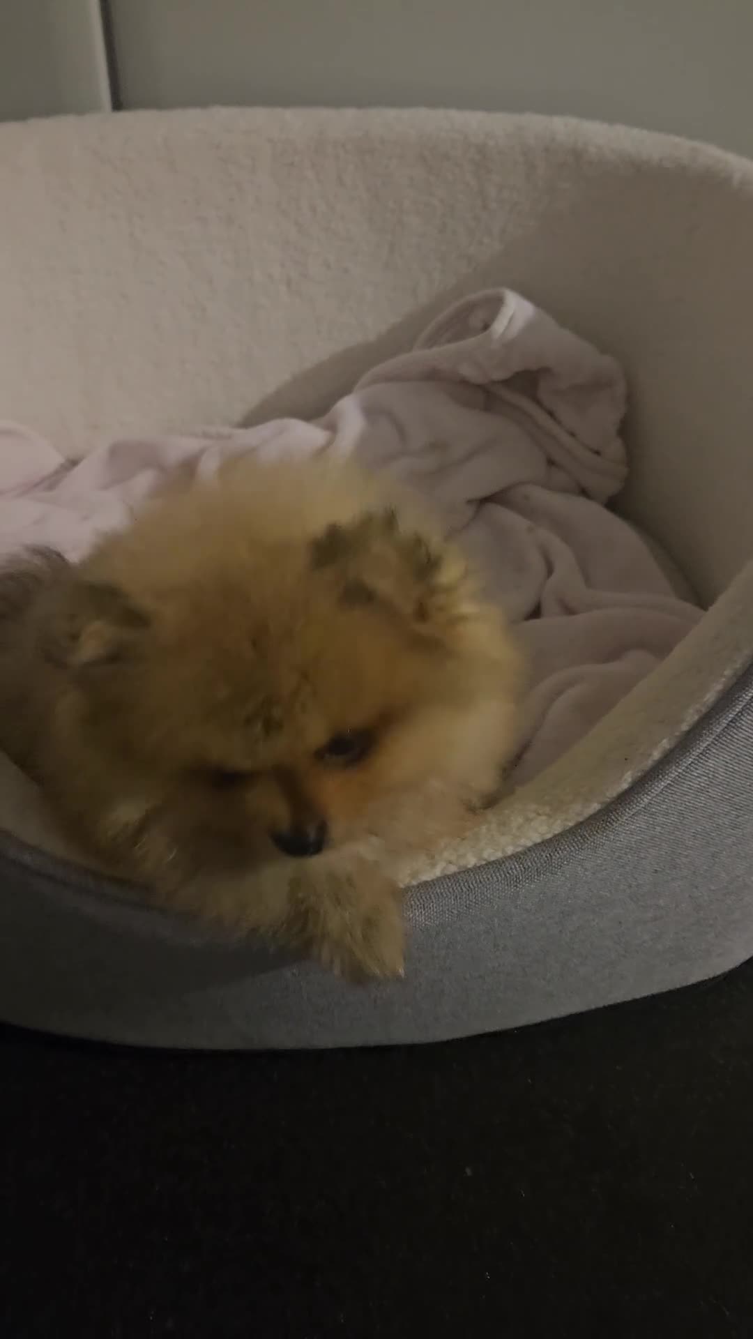 Pomeranian dogs for sale:  Pomeranian Teddy Face Russian  - Video 3
