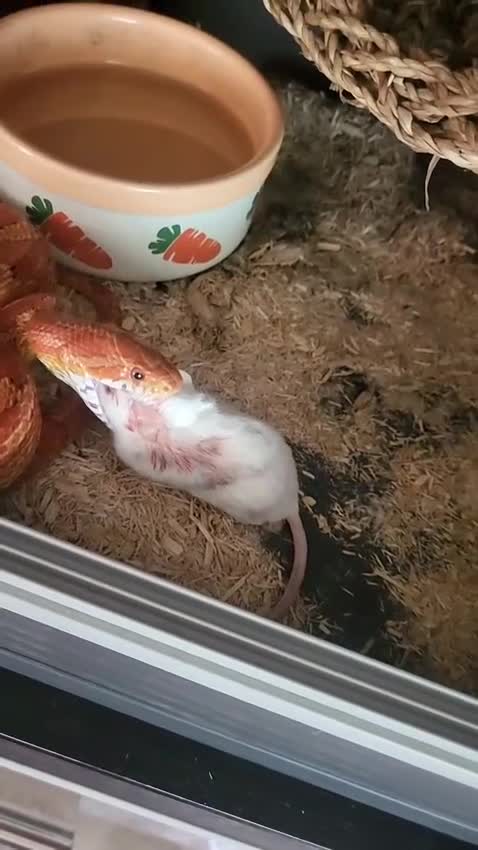 Corn Snake reptiles for sale: Corn Snake with Vivarium and Heat Mat - Video 1