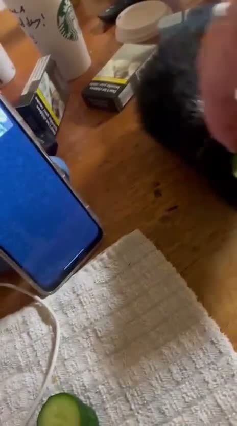 Guinea Pig rodents for sale: 2 guinea pigs and their stuff  in London - Video 2