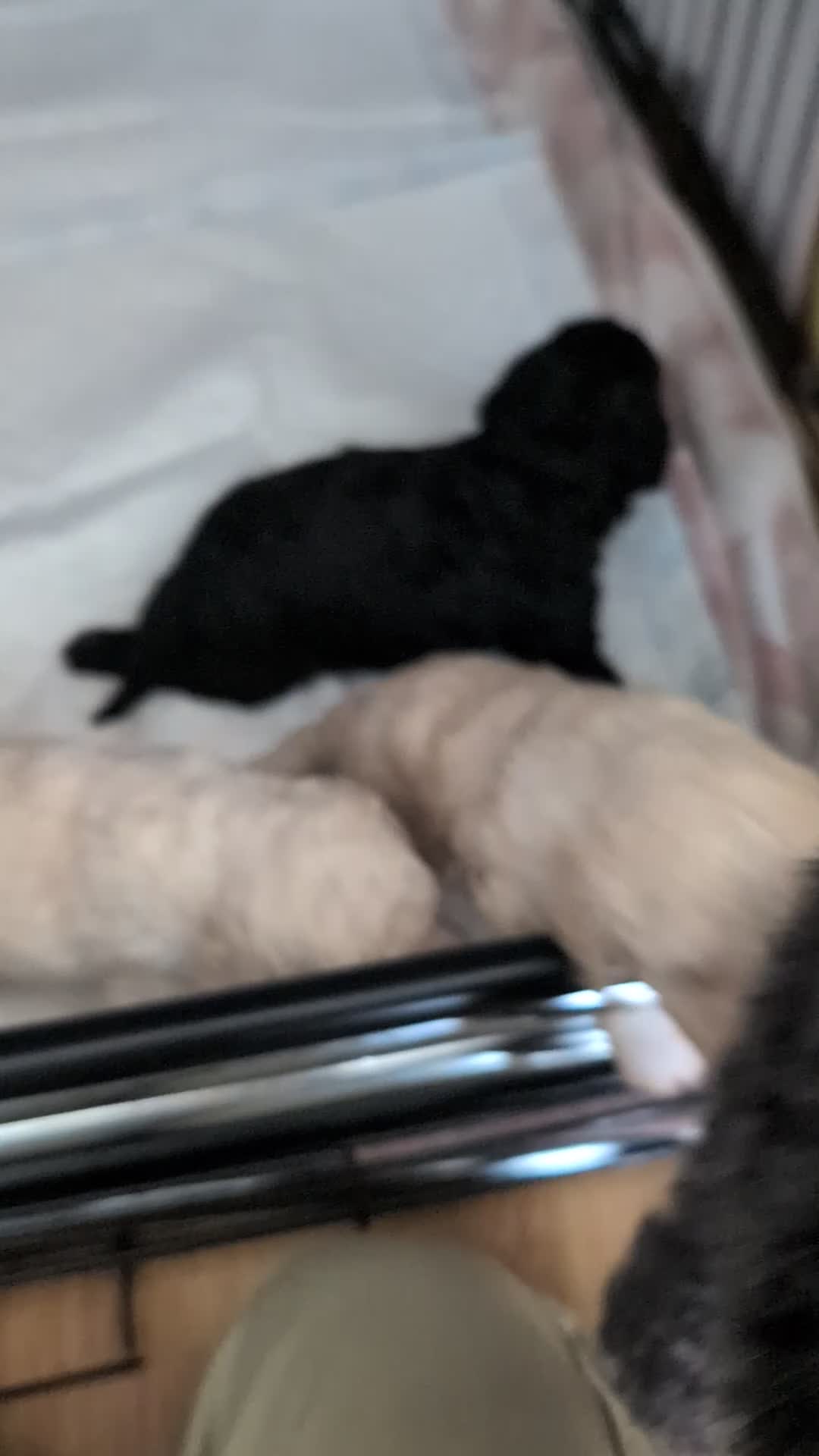 Mixed Breed dogs for sale: Exceptional moyen poodle puppies  - Video 2