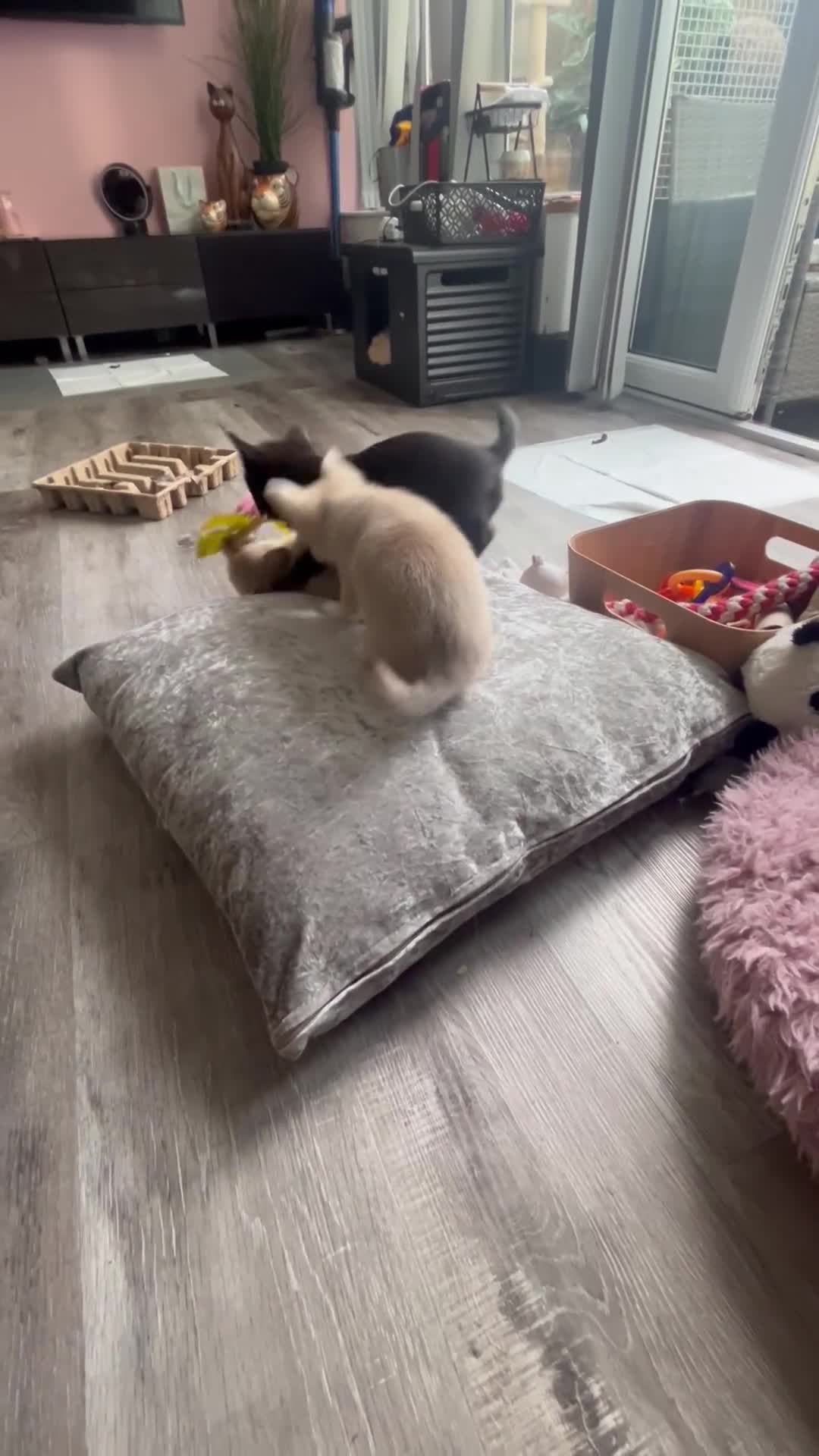 Chihuahua dogs for sale: READY NOW chihuahua x Pom puppies  - Video 1
