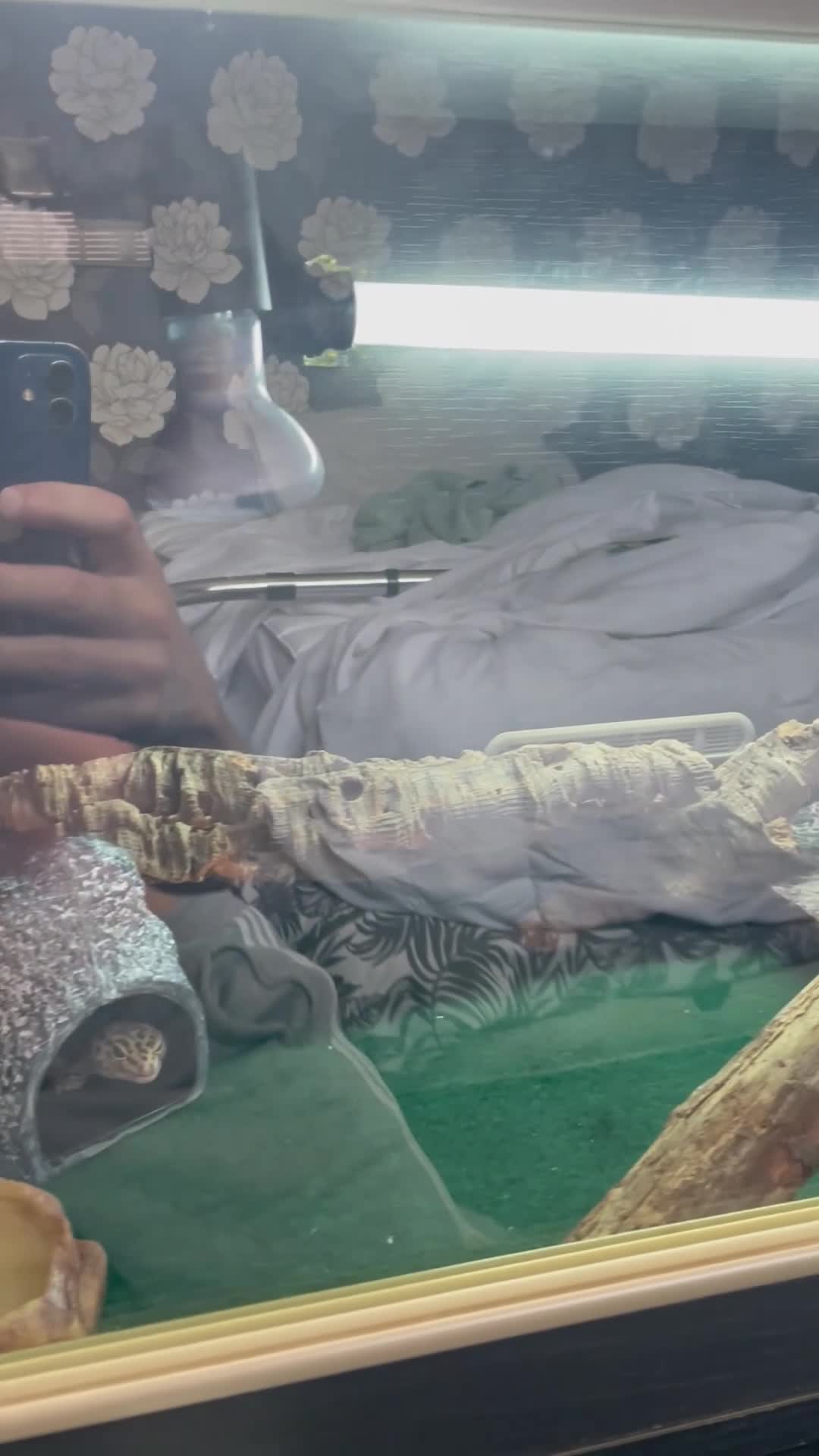 Gecko reptiles for sale: Leopard gecko name Georgia  - Video 3