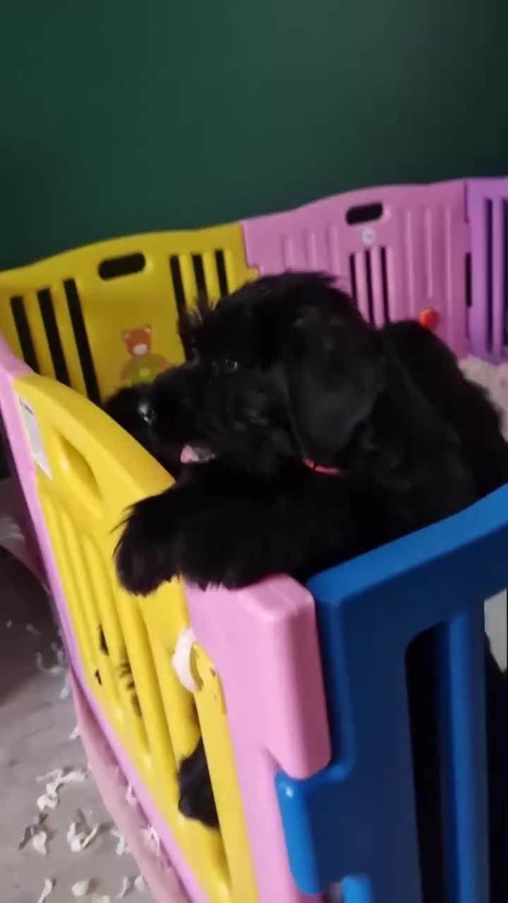 Giant Schnauzer dogs for sale: Fully Vaccinated KC Giant Schnauzer females  - Video 1