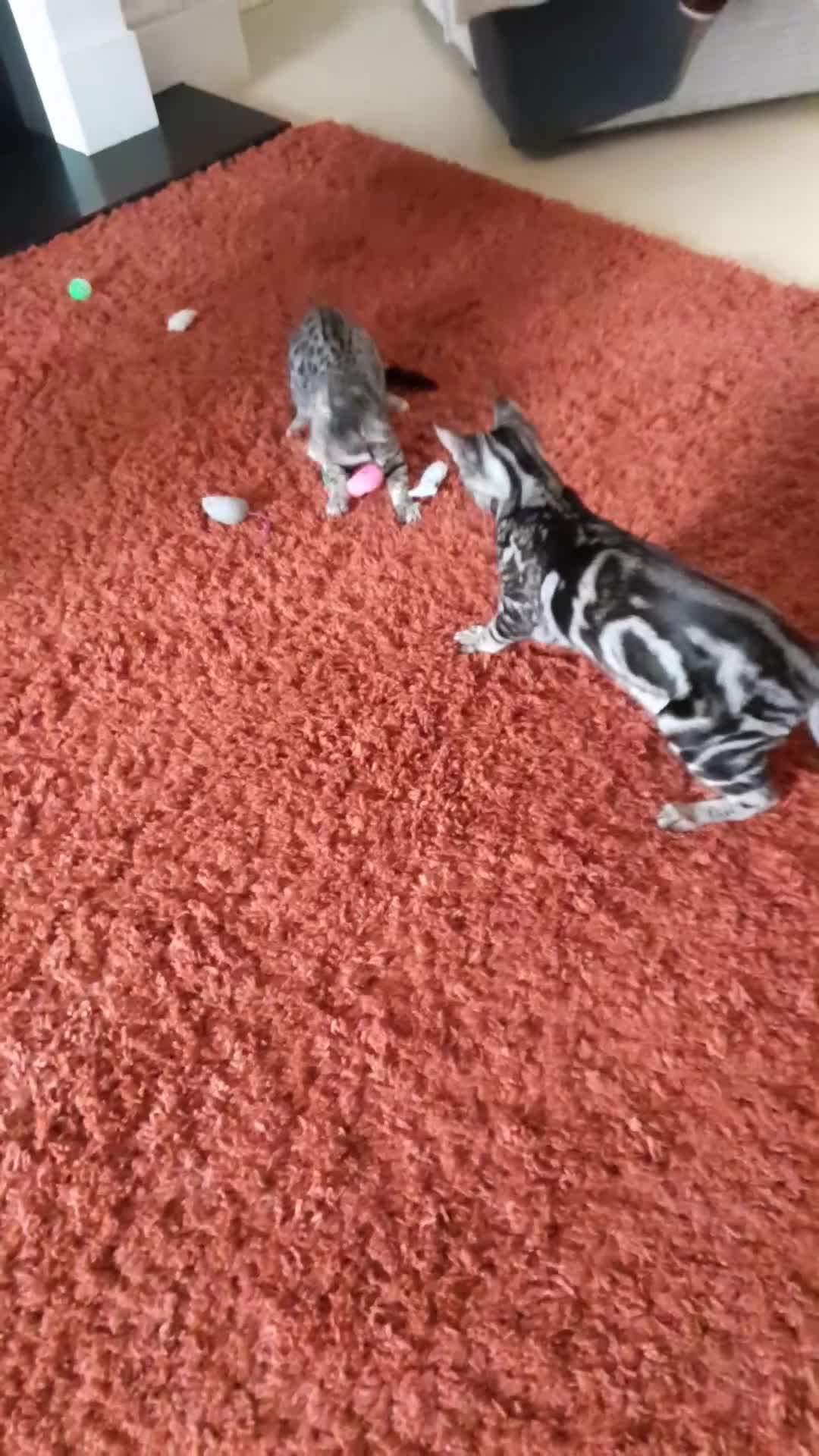 Savannah cats for sale: Full Pedigree F5 TICA reg Savannah Girl Kitten - Video 2