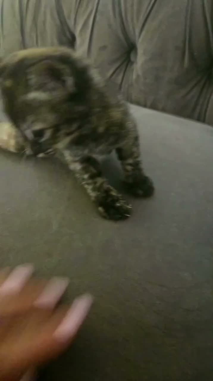 Mixed Breed cats for sale: Bengal cross kitten in Aylesbury - Video 1