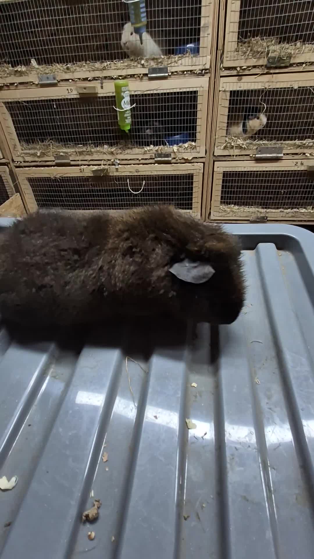 Guinea Pig rodents for sale: Teddy boys  - Video 2