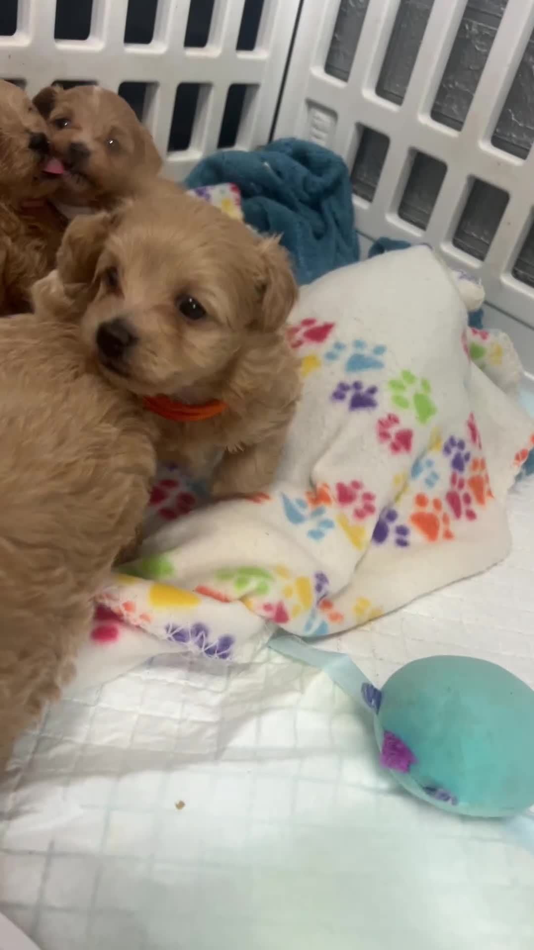 Maltipoo dogs for sale: F1 TINY TOY MALTIPOOS🩷health tested clear parents - Video 2