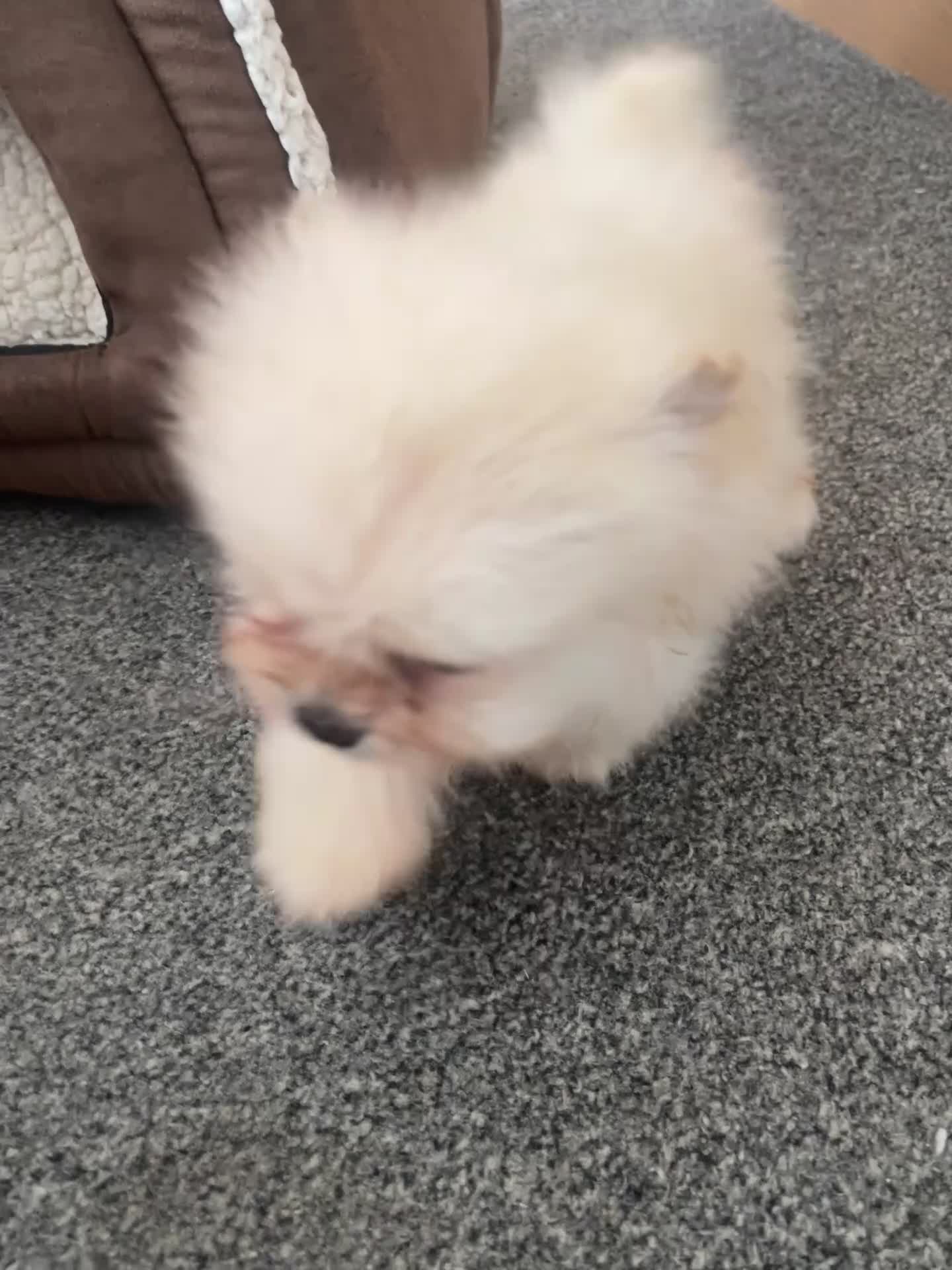 Pomeranian dogs for sale: Teddy bear  **  pure canine pomeranian puppy in Swindon - Video 1