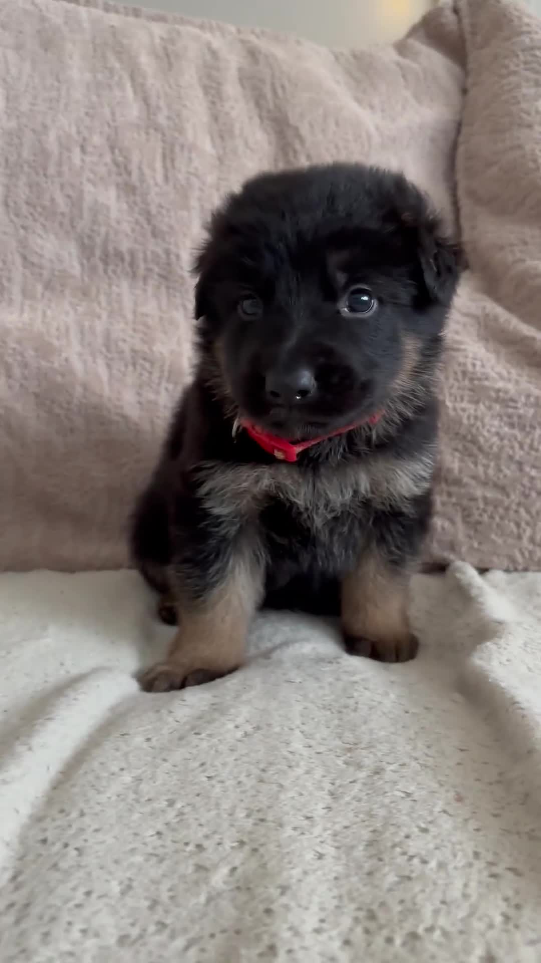 German Shepherd dogs for sale: ✨Last black and gold German shepherd puppy reduced - Video 1