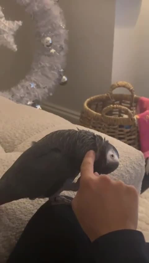 Parrots birds for sale: Tame African grey - Video 1